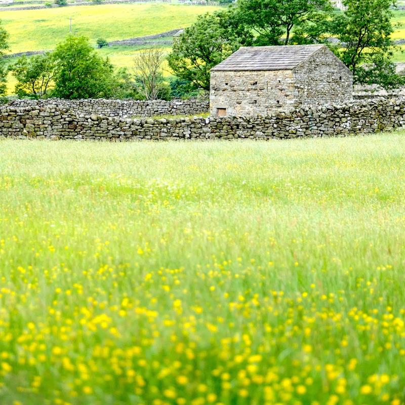 Guided Walk: Nature and Flowers in Swaledale
